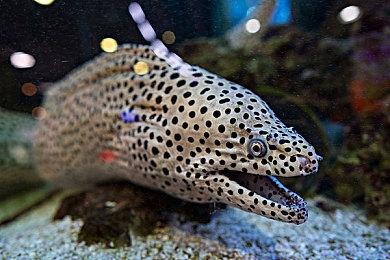 开启漫长而艰难的中土冒险，《魔戒：咕噜™ 》现已推出